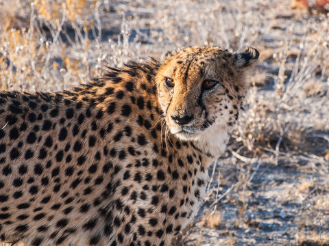 Cheetah in Otjitotongwe Cheetah Farm, Namibia