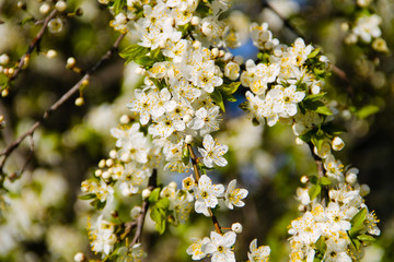 Detail of blossom cherry tree