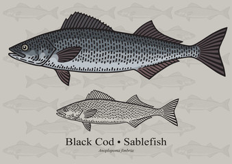 Fototapeta premium Black Cod, Sablefish. Vector illustration for artwork in small sizes. Suitable for graphic and packaging design, educational examples, web, etc.