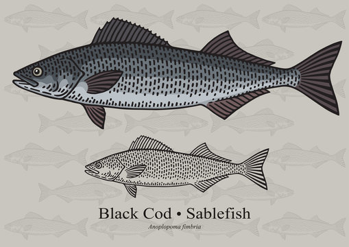 Black Cod, Sablefish. Vector illustration for artwork in small sizes. Suitable for graphic and packaging design, educational examples, web, etc.