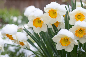 The group of the snowy narcissus flower