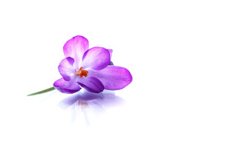 Beautiful purple crocus flower