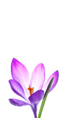 Obraz na płótnie Canvas Beautiful purple crocus flower