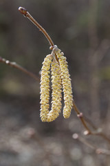 Male catkins on common hazel tree (Corylus avellana) in the early spring, in Estonia.