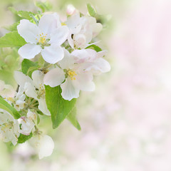 Apple tree blossom
