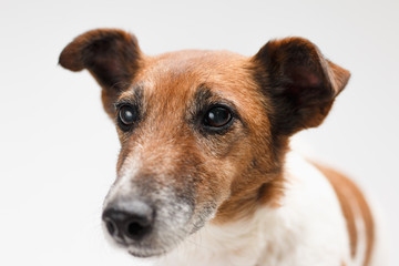 Jack russell the terrier isolated. Muzzle of a funny happy dog