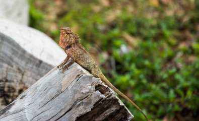Lizard on tree trunk