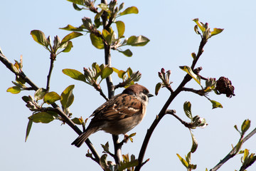 Kleiner Feldspersperling auf einen Zweig, Makro