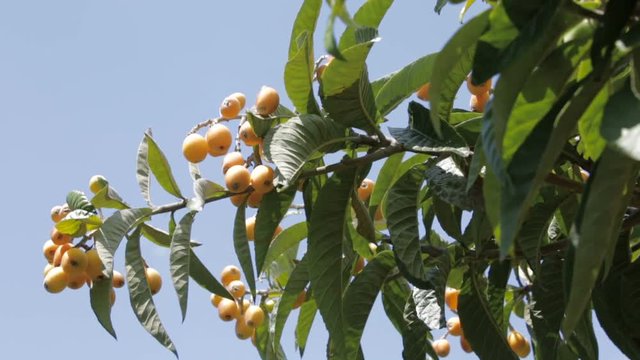 Albero Nespole in campagna