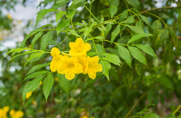 Yellow flowers on branch  of tree