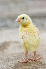 yellow chick