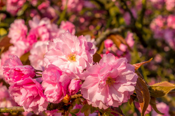 Vibrant cherry-Sakura flower macro with water drops