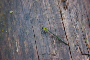 dragonfly rest on an old wooden surface