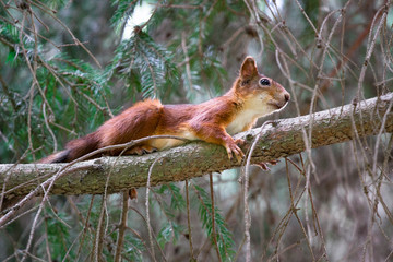 hunting funny red squirrel on the tree