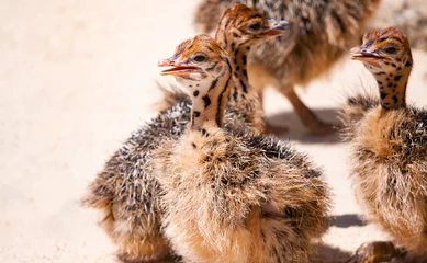 Crédence de cuisine en verre imprimé Autruche chicks African ostrich on the farm