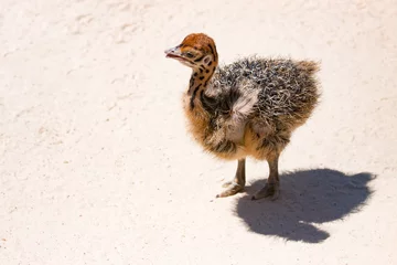 Crédence de cuisine en verre imprimé Autruche chick African ostrich walking