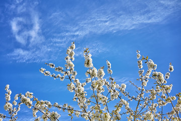 White cherry blossoms, flowers against blue sky, selective focus.