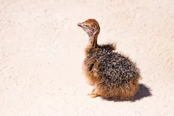 Crédence de cuisine en verre imprimé Autruche ostrich chick sitting on sand