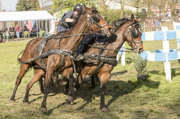 Tweespan paarden nemen de bocht.