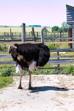 African ostrich on the farm