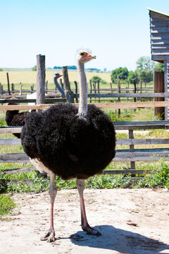 Adult ostrich enclosure