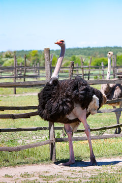 Ostrich in the farm