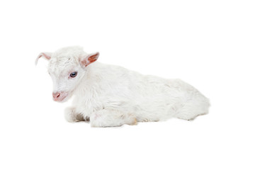 Fototapeta premium Little goatling on a white background