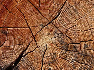 Fototapeta premium Baumstamm und seine Jahresringe 