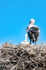 Adult Stork with newborn baby puppy in its nest