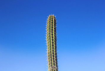 Cactuledad
