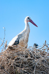 Adult Stork with the baby on the nest