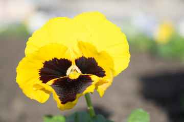 Pansy, viola viola, saturated sunny yellow with a dark middle close-up