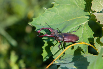 Male Stag Beetle. Natural background
