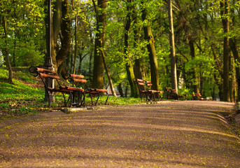 Walkway in summer green park in forest at sunset light