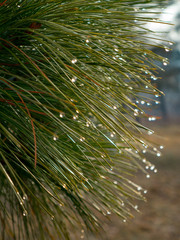 Pinus armandii with drops. Armand's Pine branch