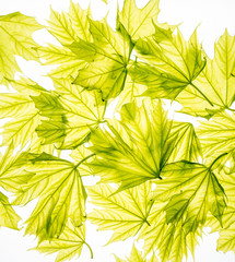 Obraz na płótnie Canvas maple leaves background