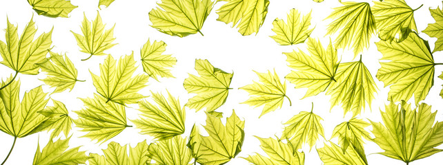 spring maple leaves