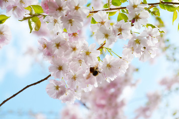 Flower ornamental cherry with spring atmosphere and blue sky 