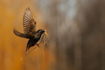 Flying starling near the nest