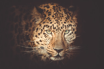 Naklejka na ściany i meble leopard