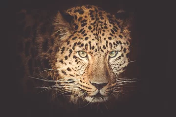 Möbelaufkleber Leopard © Александр Денисюк
