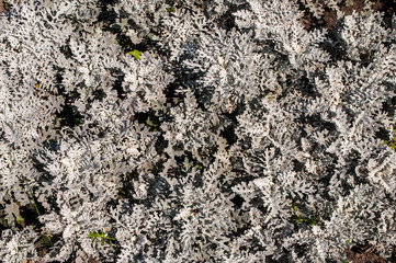 White flowers background