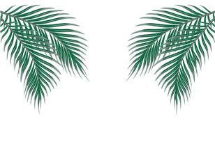 Tropical green palm leaves on both sides. Isolated on white background. illustration