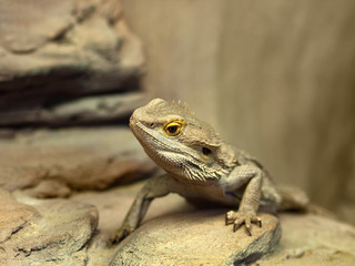 bearded dragon (agama lizard)