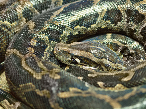 Photo of reticulated python head closeup