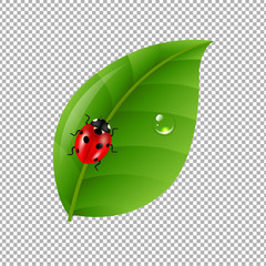 Ladybug With Leaf Isolated In Trasparent Background