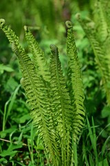 eine junge Farnpflanze