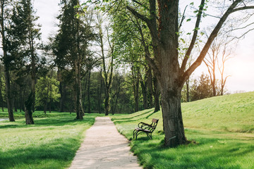 Obraz premium Path in the park