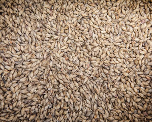 Malt grains background. Ingredient for beer production 