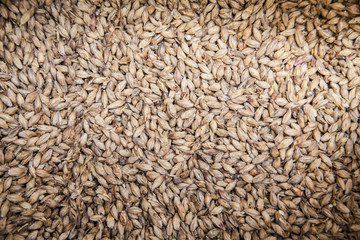 Malt grains background. Ingredient for beer production 